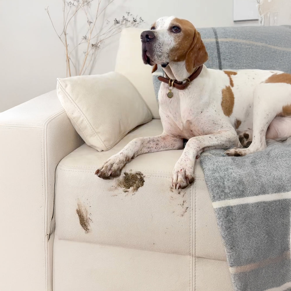 Pet-friendly perfection