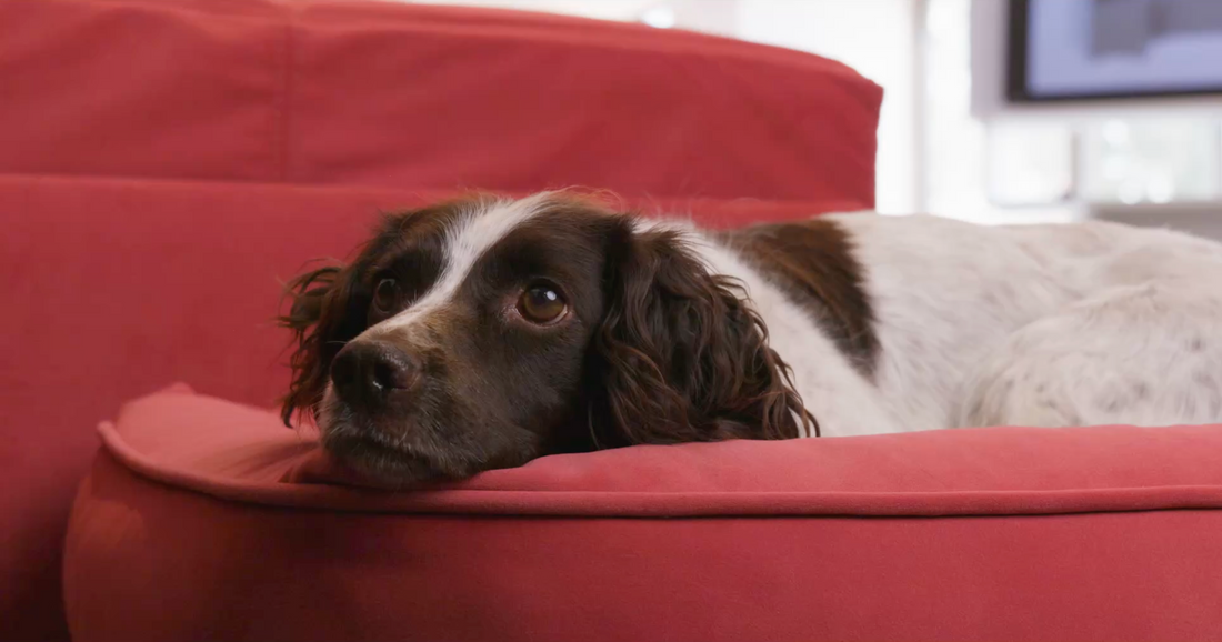 55cm x 55cm - Cocoon Pet Sleeper