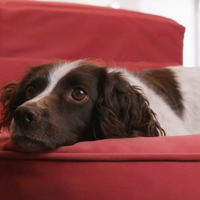 55cm x 55cm - Cocoon Pet Sleeper